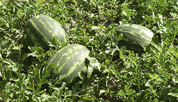 Produção de Hortícolas