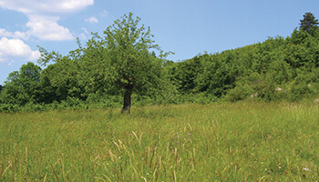 Preparação Manutenção de Espaços Verdes e Floresta