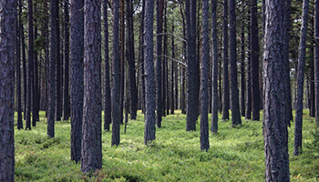 Silvicultura e Manutenção Florestal